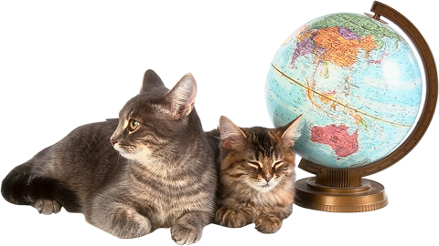 Кошки с глобусом