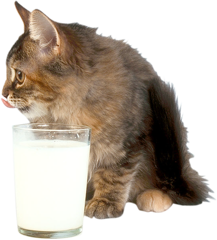 Кошка с молоком