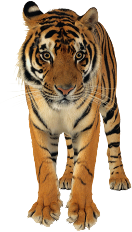 Фото PNG тигр в полный рост