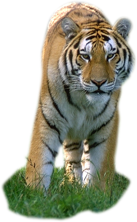 Фото PNG тигр