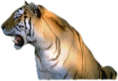 Тигр с открытой пастью