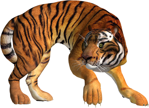 PNG тигры на прозрачном фоне