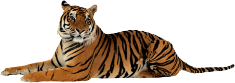 Тигр крупным планом