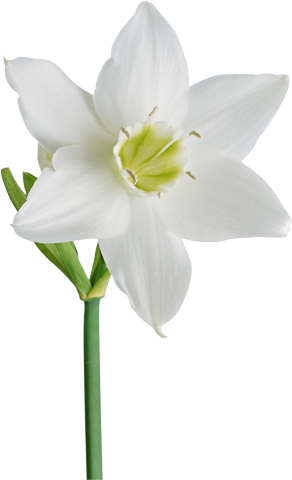 Большой белый цветок