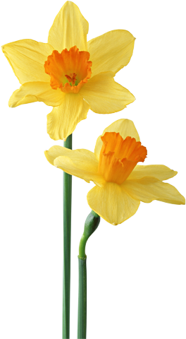 Два желтых цветочка