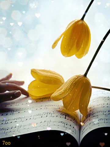 Желтые тюльпаны, ноты
