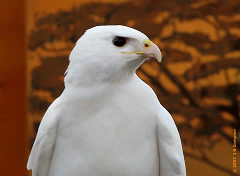 Белый орел