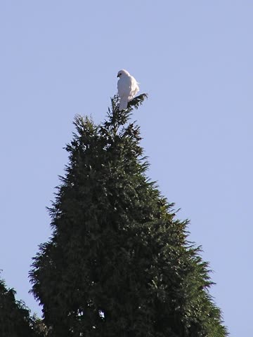 Птица на вершине дерева