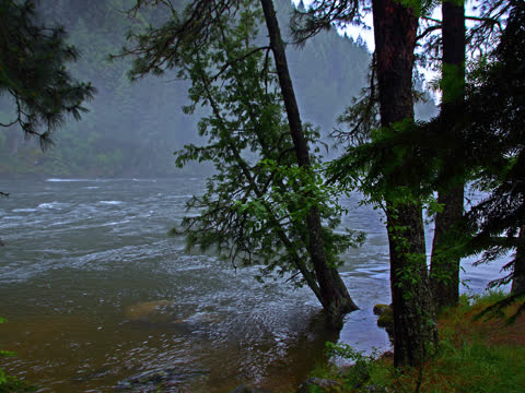 Река, деревья в воде