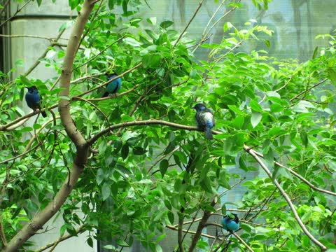 Зеленое дерево, птицы на ветвях