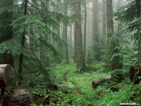 Фото природа в лесу