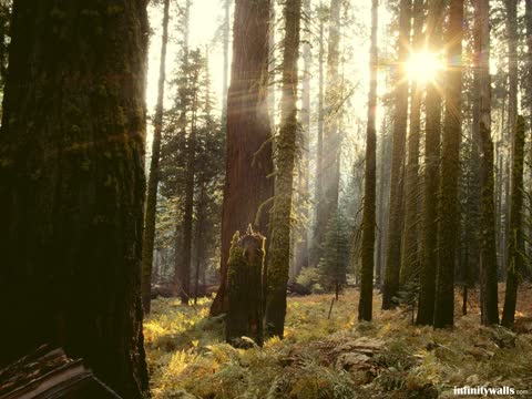 Фото солнце в лесу