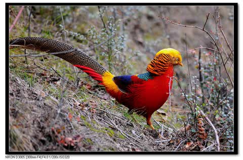 Разноцветный фазан