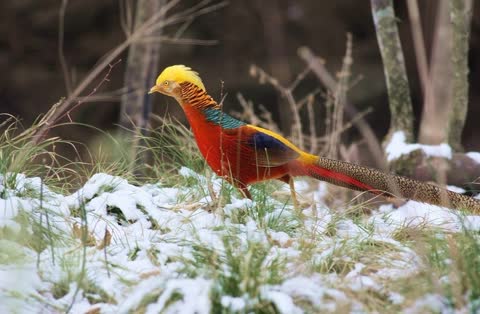 Красный фазан на снегу