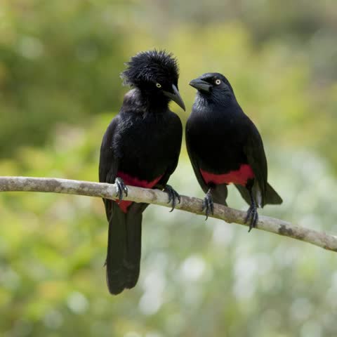 Две черные птицы