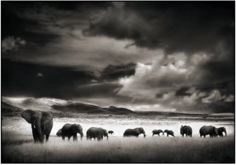 поле,  животные,  африка,  слоны