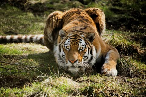 Фото тигр отдыхает