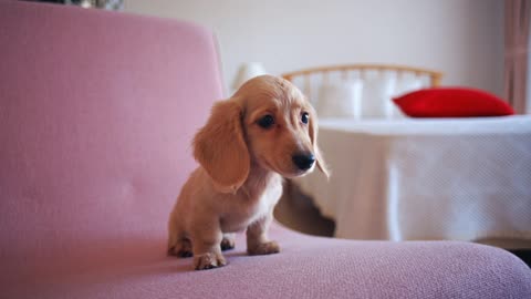 Милый щенок на диване