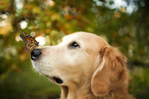 Фото бабочка на носу собаки