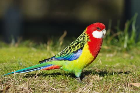Фото разноцветный попугай