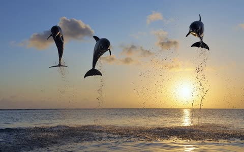 Прыжки дельфинов, море, закат