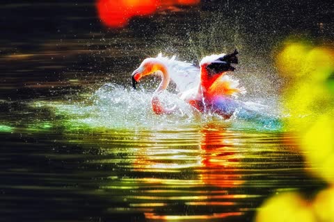 Красивый фламинго в воде