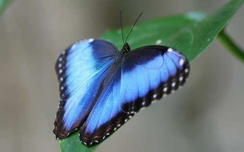Фото бабочка с синими крыльями