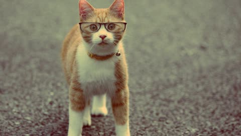 Фото кот в очках, прикол