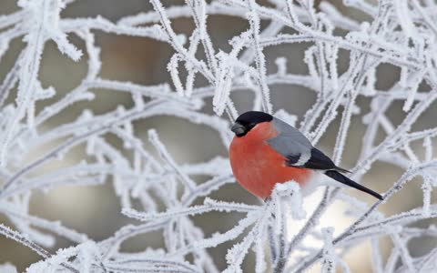 Фото снегирь, иней, птица