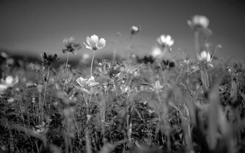 Фото цветы, поле, ромашки