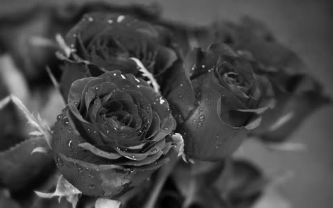 Черно белые цветы розы