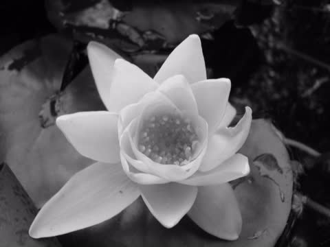 Лилия, цветок