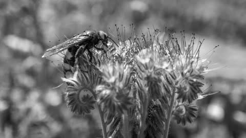 Пчела на растении