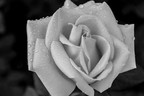 Черно белая роза в капельках воды