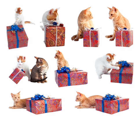 Кошки с подарочными коробками