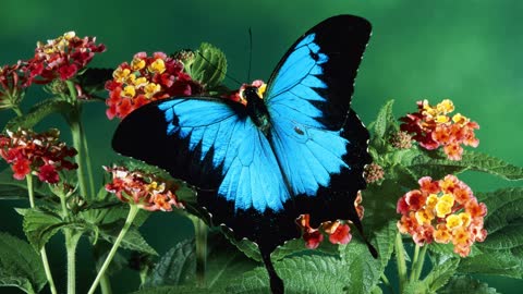 Красивая бабочка на цветах