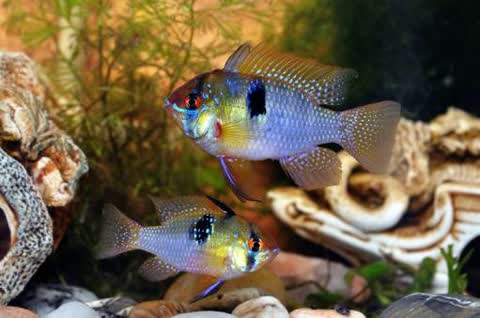 Фото аквариумные рыбки