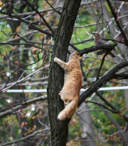 Кошка на охоте на дереве