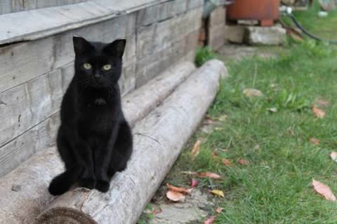 Самая черная кошка