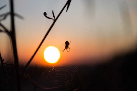 Паук на фоне заката, паутина