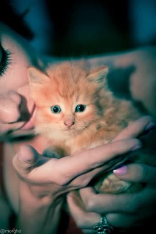 Рыжий котенок в руках