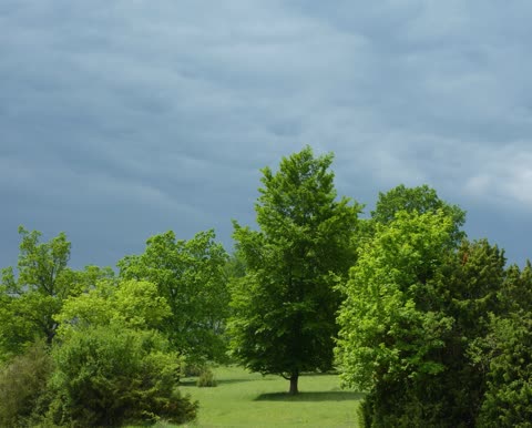 Зеленые деревья, тучи, облачность