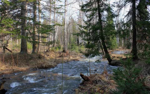 Фото река через лес