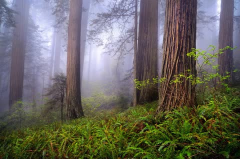Туман, деревья, лес