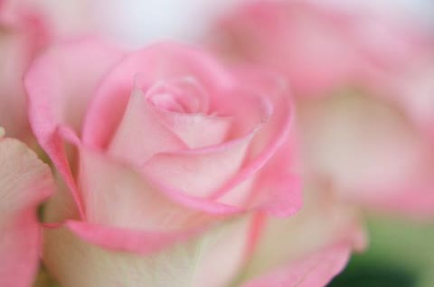 Бело-розовая роза