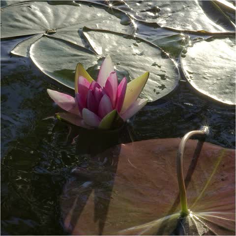 Фото лилия на пруду