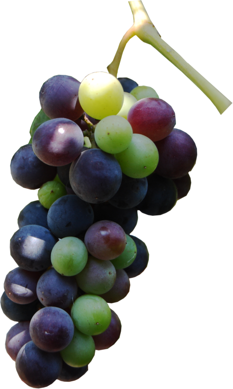 Зелено-синий виноград