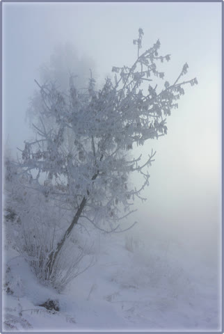 Зимний туман, дерево в снегу