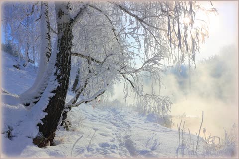 Снег, туман, деревья, природа