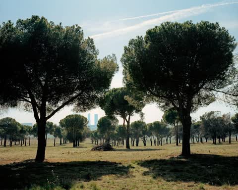 Мадрид, парк, красивые деревья